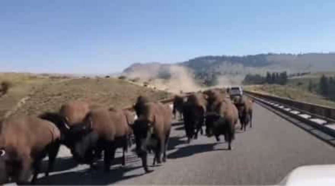 Manada de Bisões invade estrada e assusta motoristas