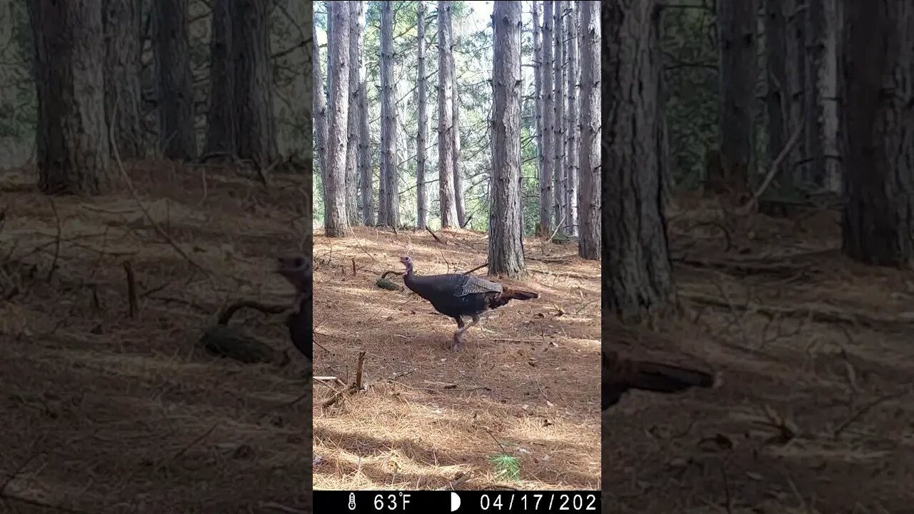 How to scout for Turkey Season #hunting #turkey #turkeyhunting #shorts