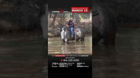 𝑳𝑶𝑵𝑬𝑺𝑻𝑨𝑹 - Super nice draft cross gelding! Exclusively on Horsebid.com through March 13th!