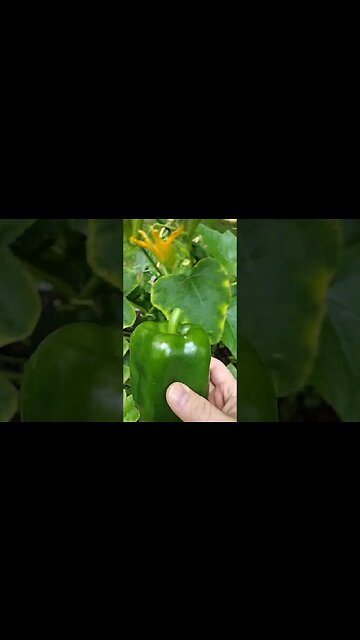 It's time to pick a pepper. #gardenbeds #garden #pepper