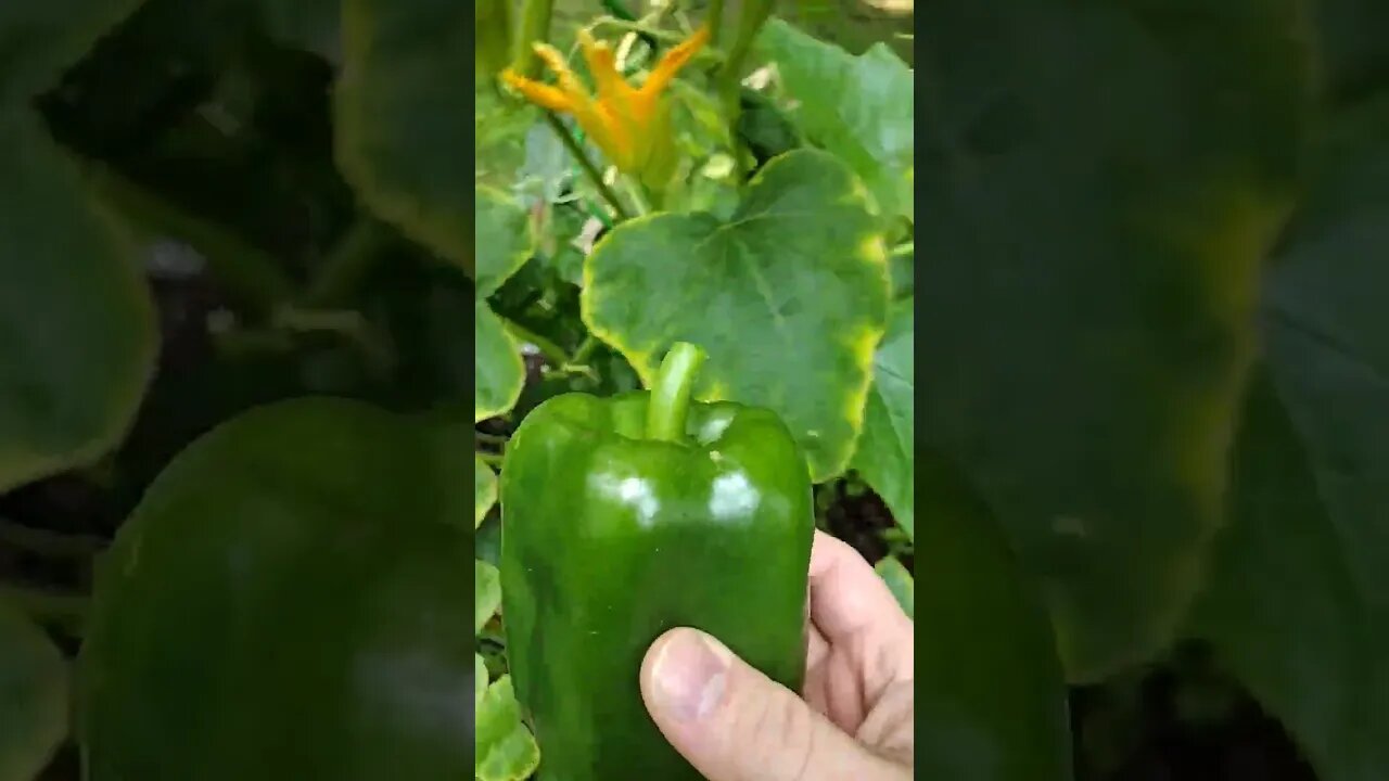 It's time to pick a pepper. #gardenbeds #garden #pepper