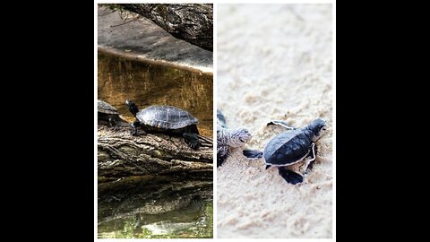 Hero Helps Baby Turtles Get To Ocean 🐢