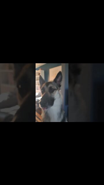 Doggy Spooky #shorts #dogmeme #shepsky #doggo