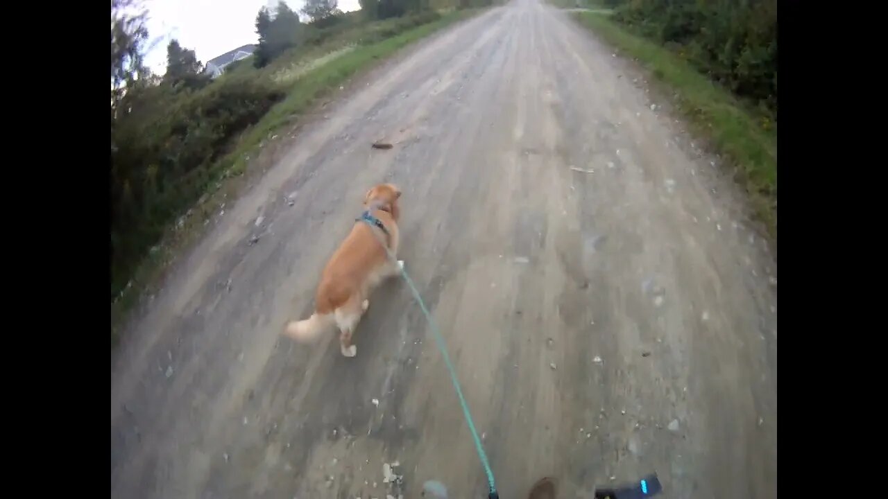 August 29th, 60º, bunny didn't make it across the road.