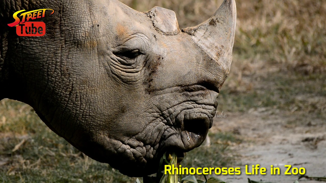 Rhinoceroses Life in Zoo | Animal Life in Zoo | Animal Planet / wildlife documentary