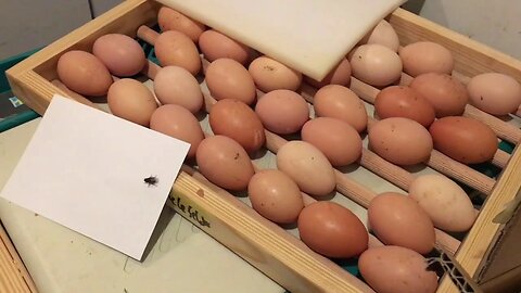 Things You Should Know When Collecting Eggs for Hatching