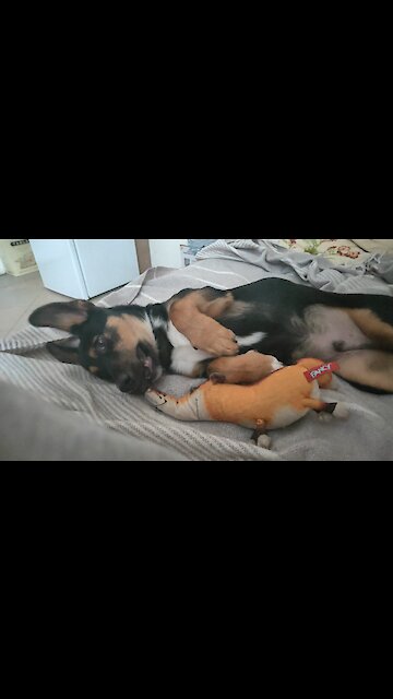 Little dog tormenting a fox