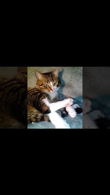 The Green Eyed Cat Has a Large Paw #shorts