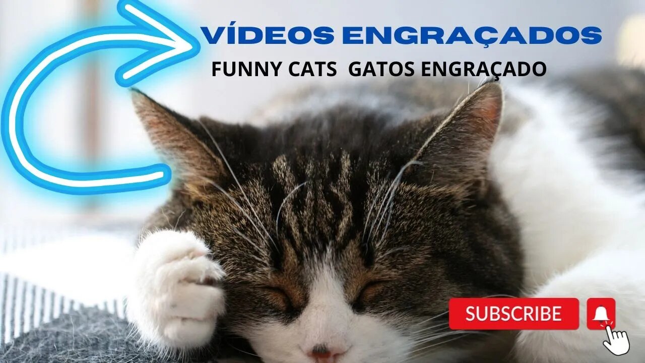 CAT FUNNY VIDEOS ENGRAÇADOS DE GATOS