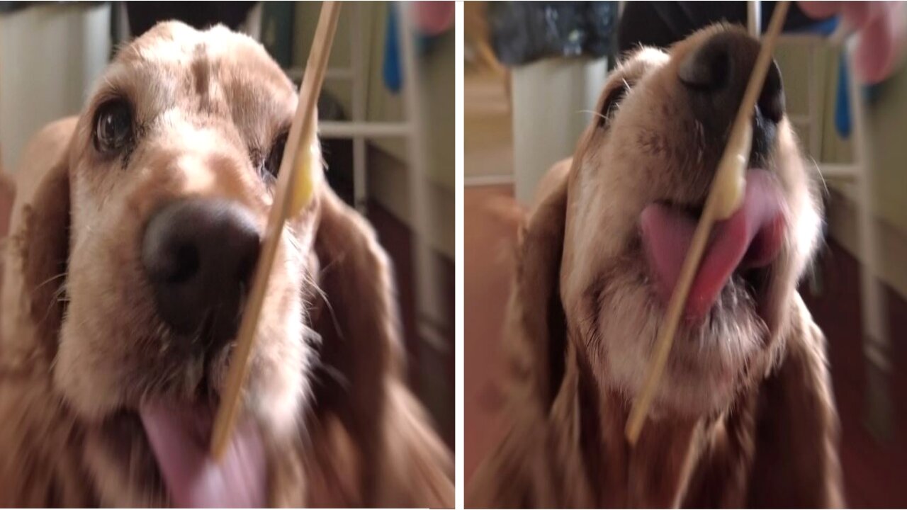 Honey the cocker spaniel wants a ice lolly