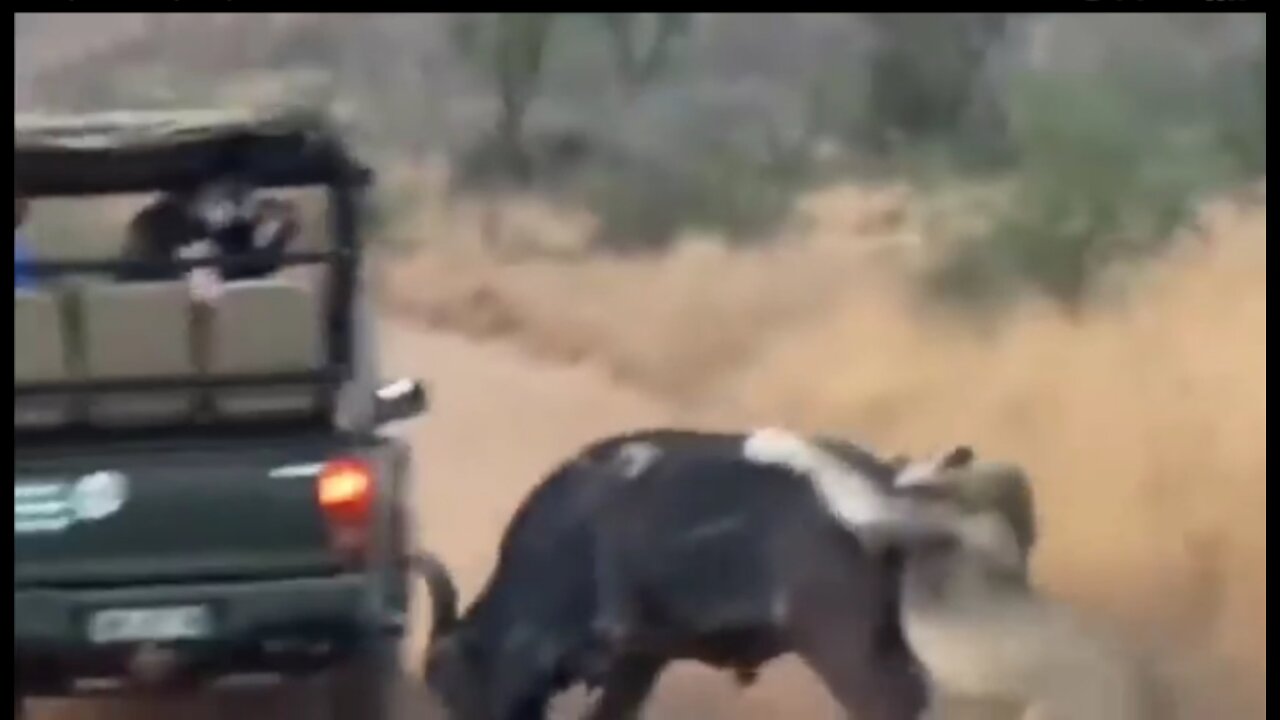 Hippo slaps buffalo from the lion's mouth