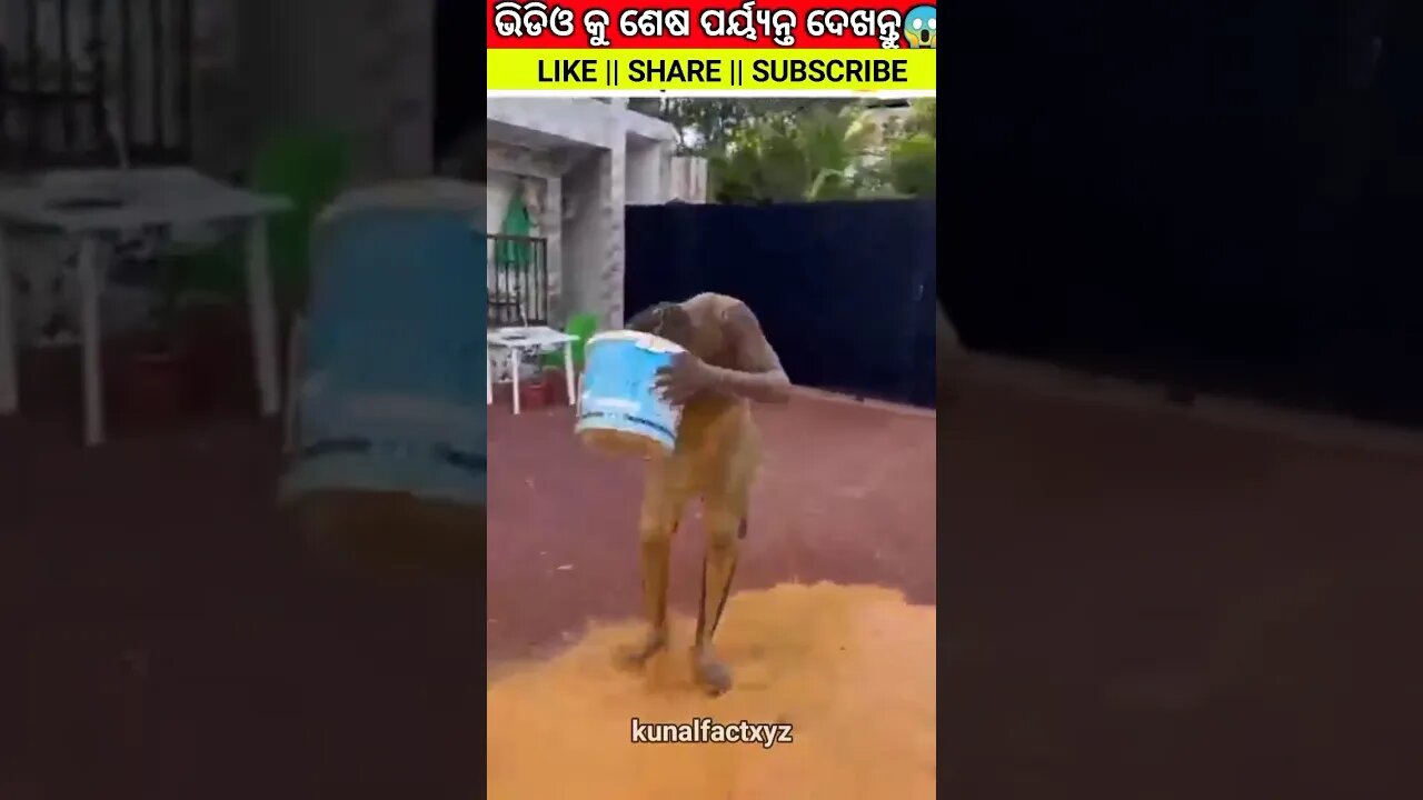 ଲୋକଟି ସହ ଏ କଣ 😆 ହେଲା#odiagapa#natiacomedy#youtubeshorts#shorts#shortsfeed#odiastory#factvio