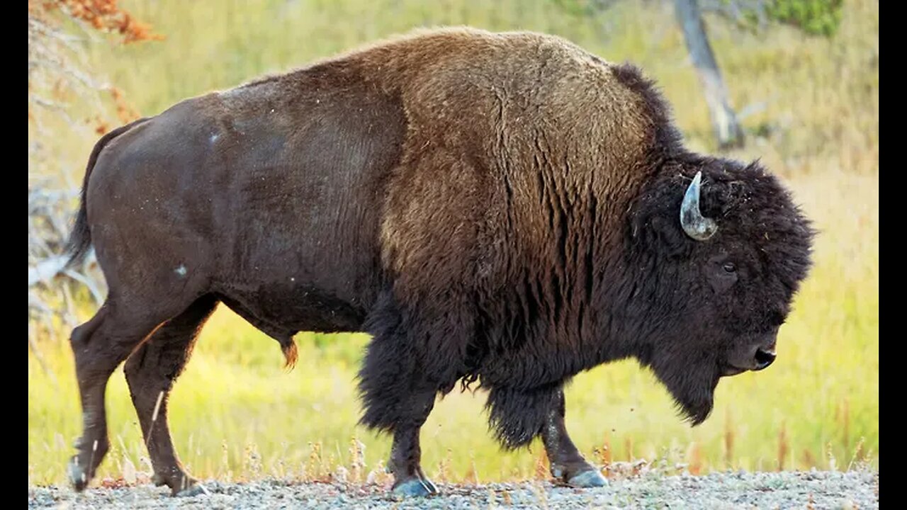 GRILLING A HEAVY BISON