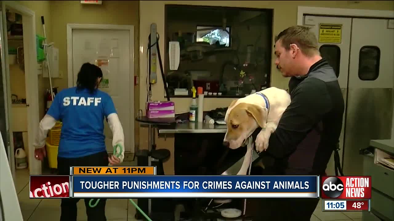 Florida congressmen's bill would make animal cruelty a federal felony