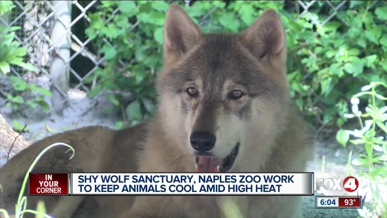 Wolf sanctuary helps animals beat the heat during scorching first day of summer