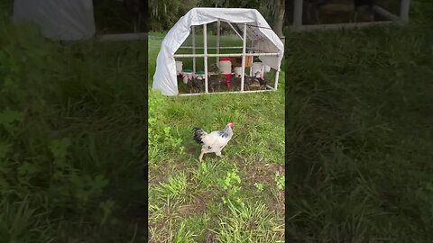 Meet Ken the guard rooster taking care of his turkeys! #turkey #chicken