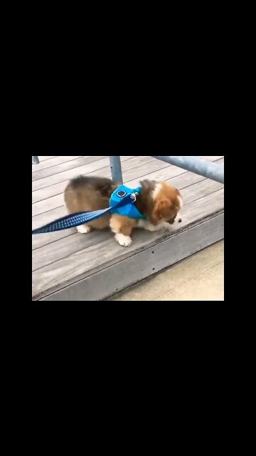 a fluffy potato #shorts #shortsfeed #clips #shortvideo