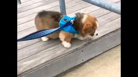a fluffy potato #shorts #shortsfeed #clips #shortvideo