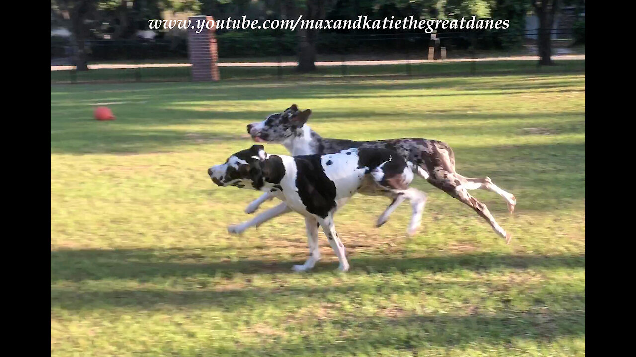 Joyful Galloping Great Danes Love To Run And Race Together