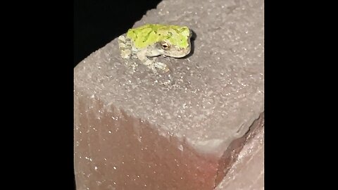 Another little frog!