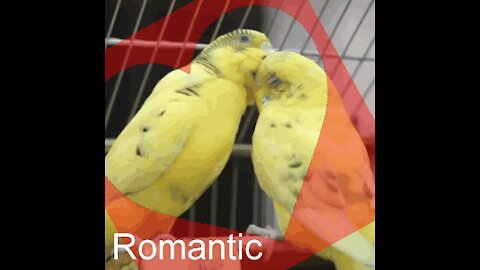 You wil love this couple of birds