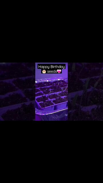 (Dollar Tree) 🌳 foil pans + seeds = food 🍅🌶🫑#seedstarting #seeds #containergardening