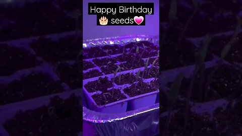 (Dollar Tree) 🌳 foil pans + seeds = food 🍅🌶🫑#seedstarting #seeds #containergardening