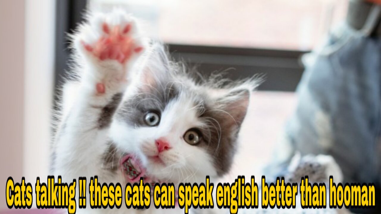 Cats talking !! these cats can speak english better than hooman