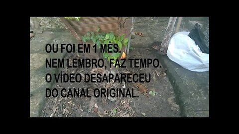 JABOTICABEIRA ENFORCAMENTO E ARQUEAMENTO NÃO PRODUZIU ESTAQUIA FALSA DO COCO-video antigo 04/03/18