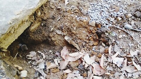A Vole and His Tunnels