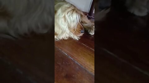 #dogshow , #animals , #dogs , #shorts