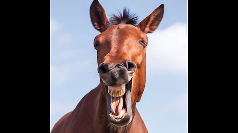 My Horse literally happy when introduced to puppy