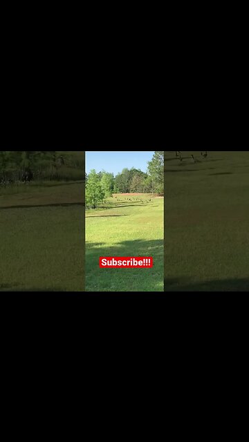 These Geese are just Teasing me! Right in my front Yard!!! #goosehunting