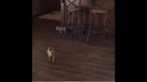 Pig & Pup Playtime