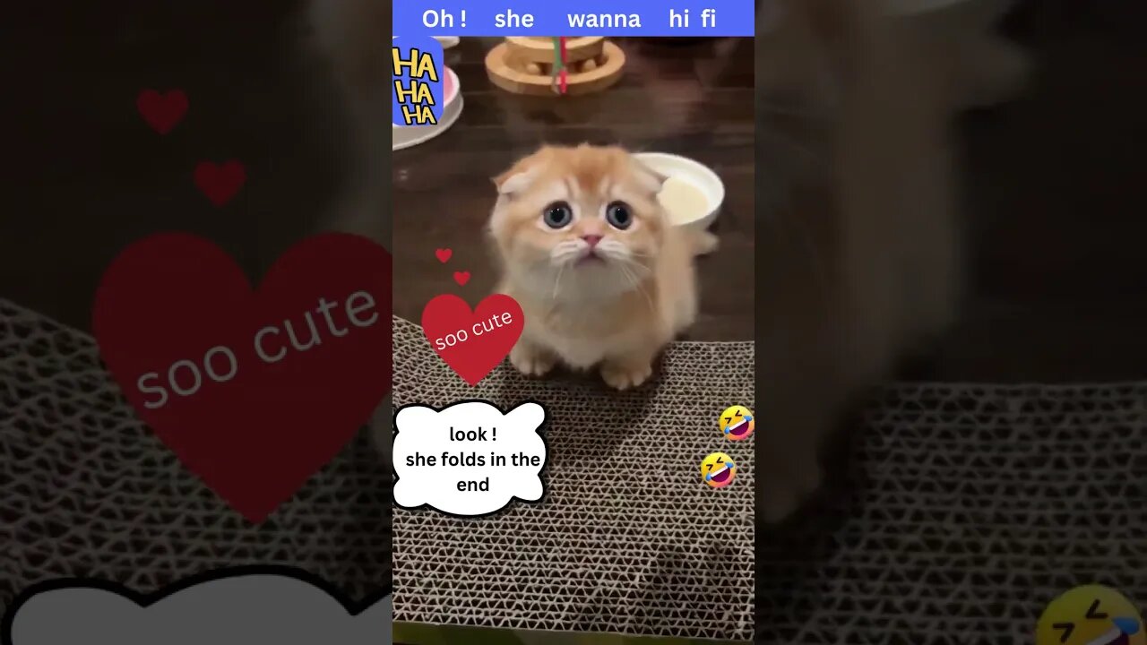 Cute Cat Funny Video😂😂 #shorts #cutebabyfunny #Cat #cute #kitten #baby2