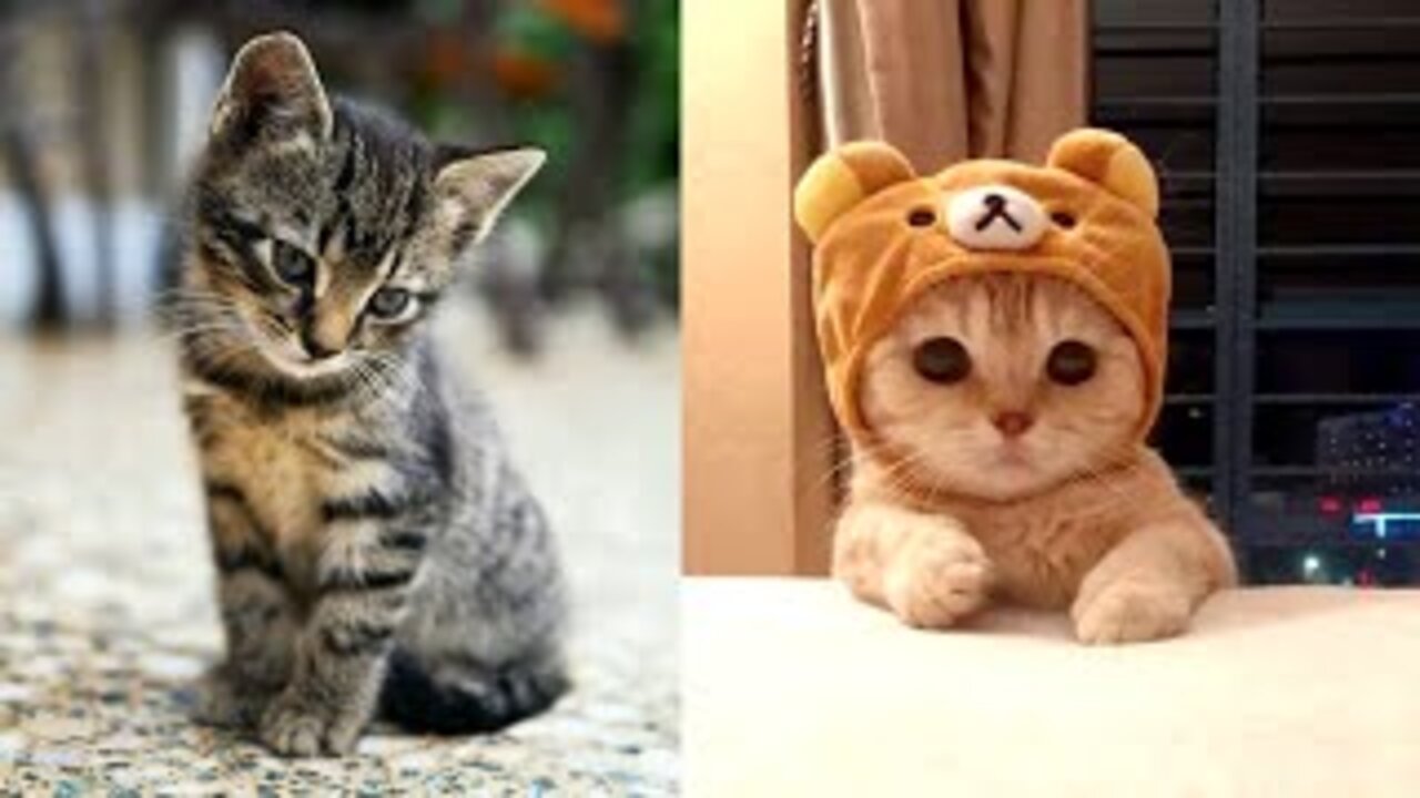 Baby Cats - Cute and Funny Cat Videos Compilation