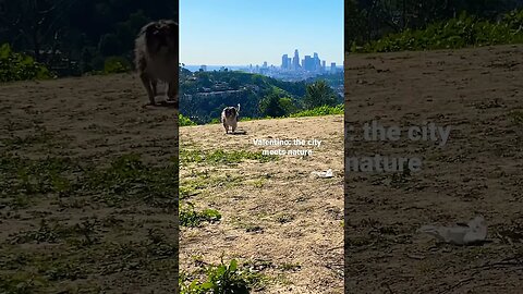 When the city meets nature. #shorts #nature #dogsinnature