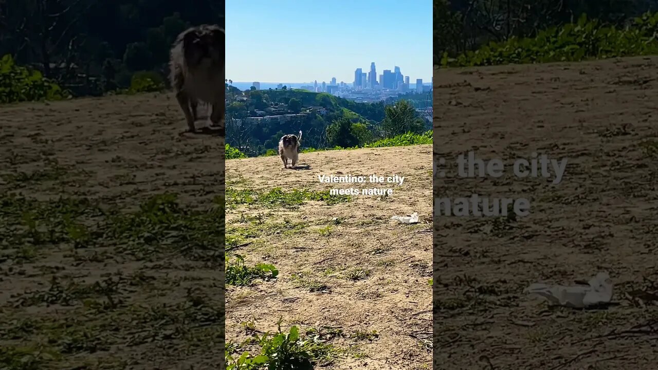 When the city meets nature. #shorts #nature #dogsinnature