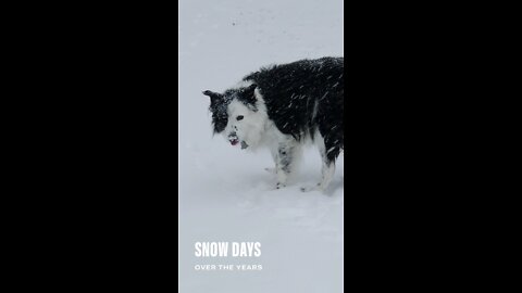 Snow dogs