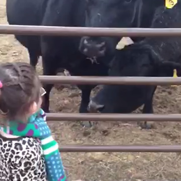 A Girl Is Feeding A Cow With Bread, In The End, She Takes Girl’s Glove Too