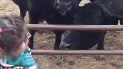 A Girl Is Feeding A Cow With Bread, In The End, She Takes Girl’s Glove Too