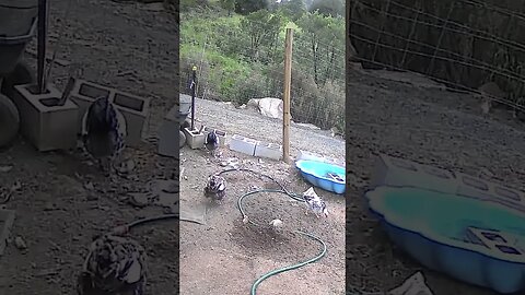 Farm cam. Chicken family