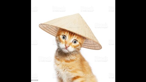 Funny cats Chines