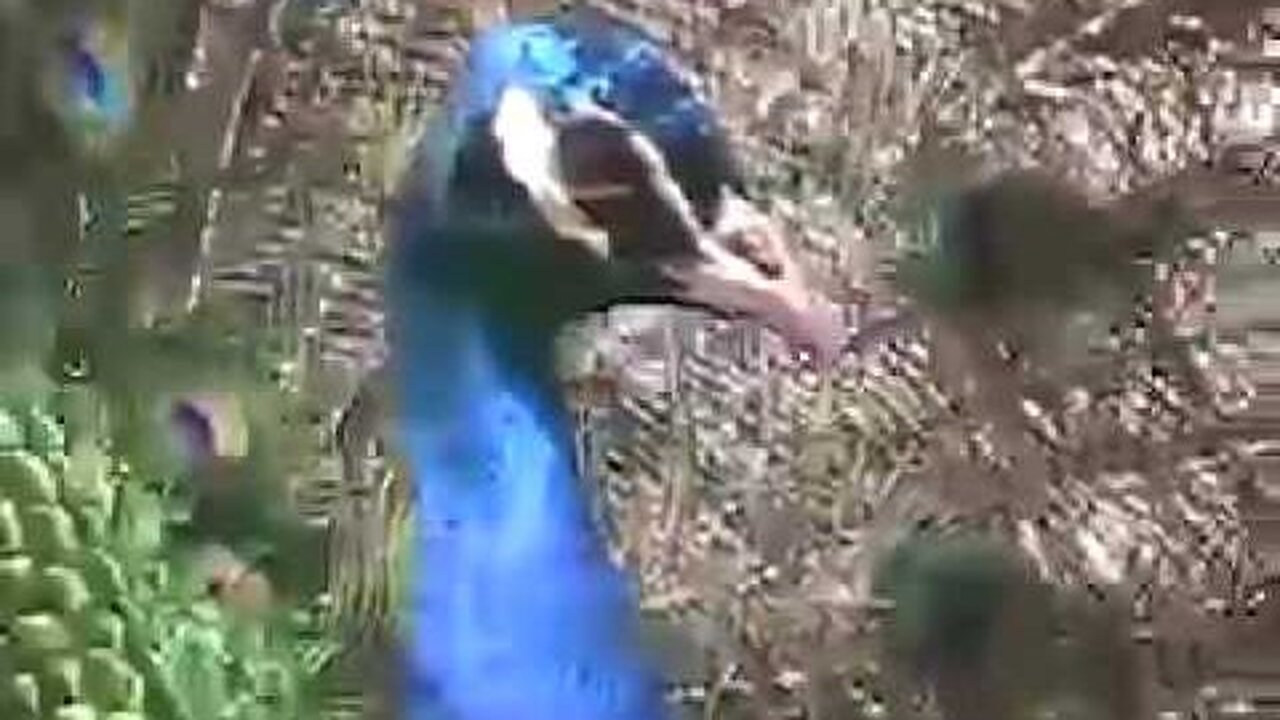 Purdy Peacock "The Rain Storm"