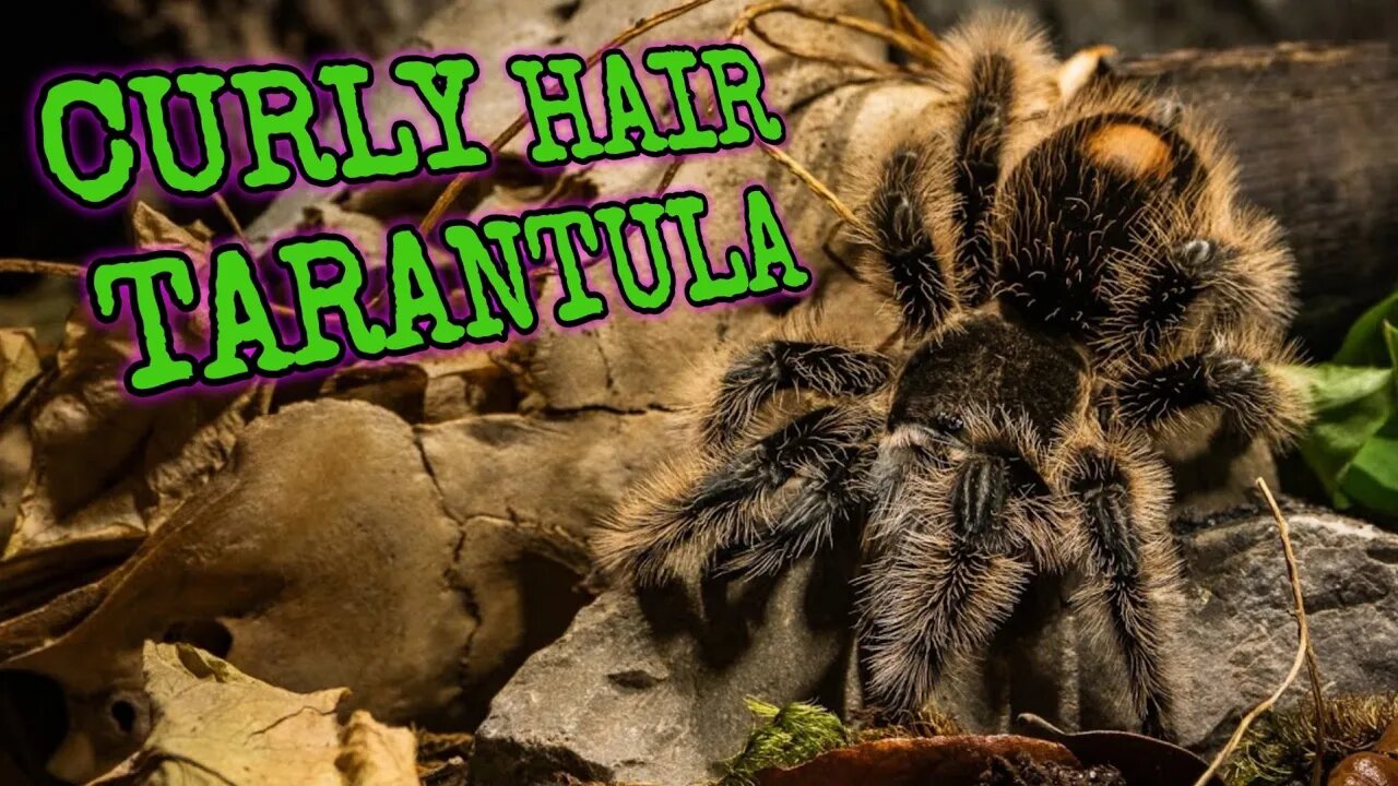 Curly Hair Tarantula: Nature's Masterpiece of Adaptation