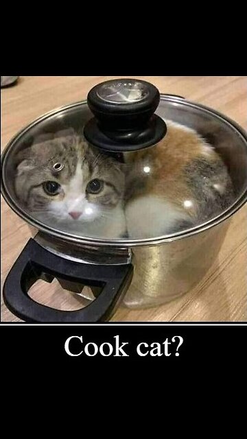 People in the Dominican Republic have long been raising alarms about Haitians allegedly eating cats.