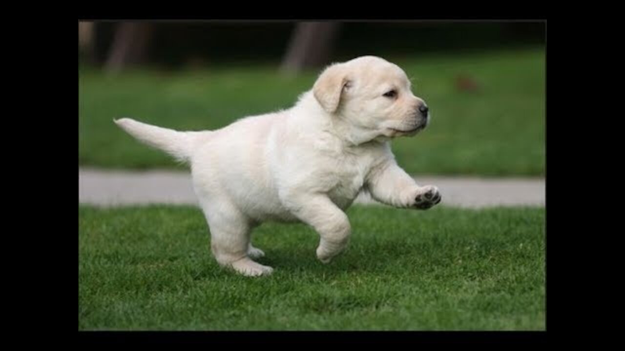 Funniest Cute Puppies make Your 2021_1080p