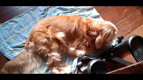 #dogsgow , #animals , #dogs