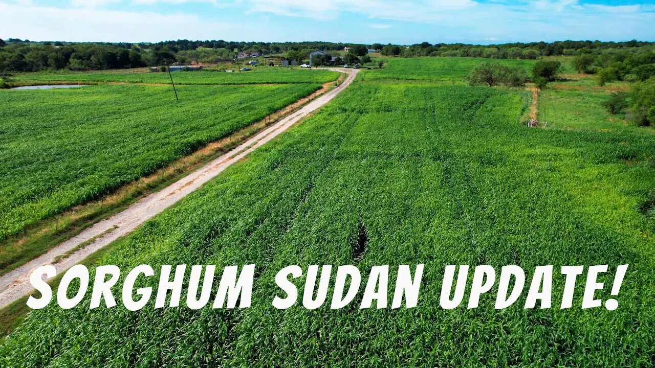 July Sorghum Sudan Update! I love the sound of the wind blowing through the Sorghum Sudan grass.