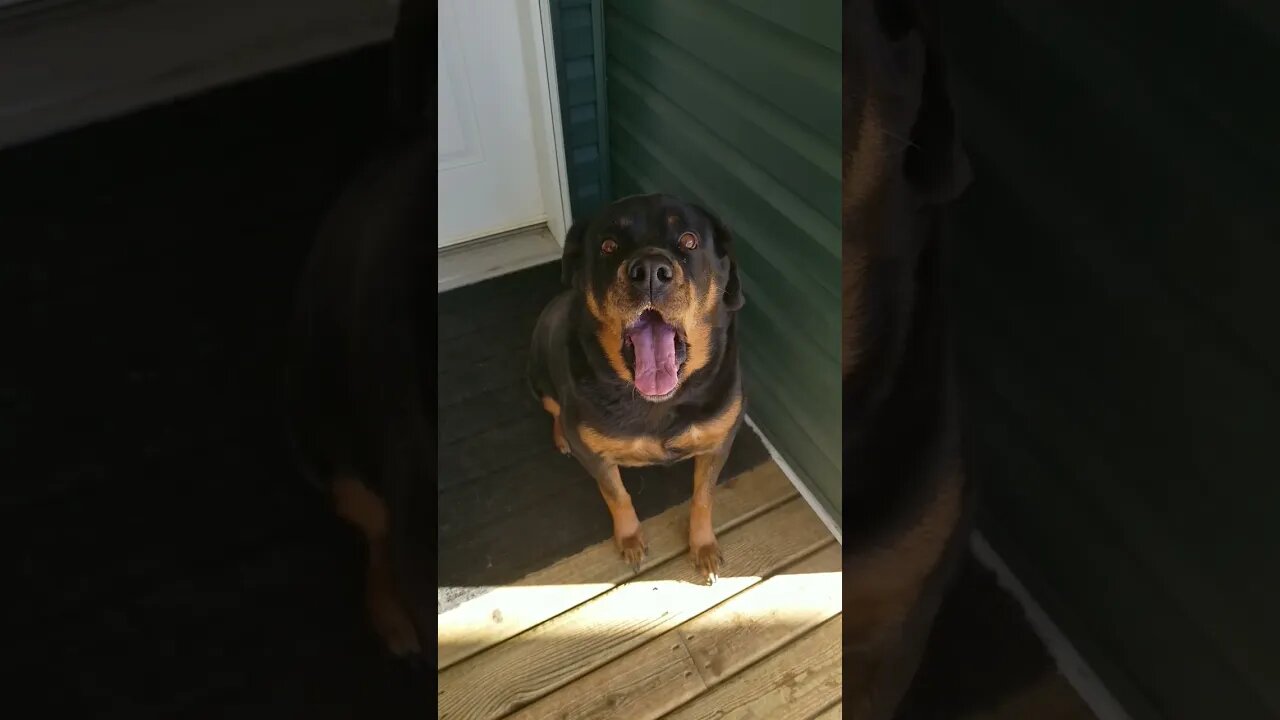 Rottweiler Happy Mom's Home 💖💛 #rottweiler #shorts